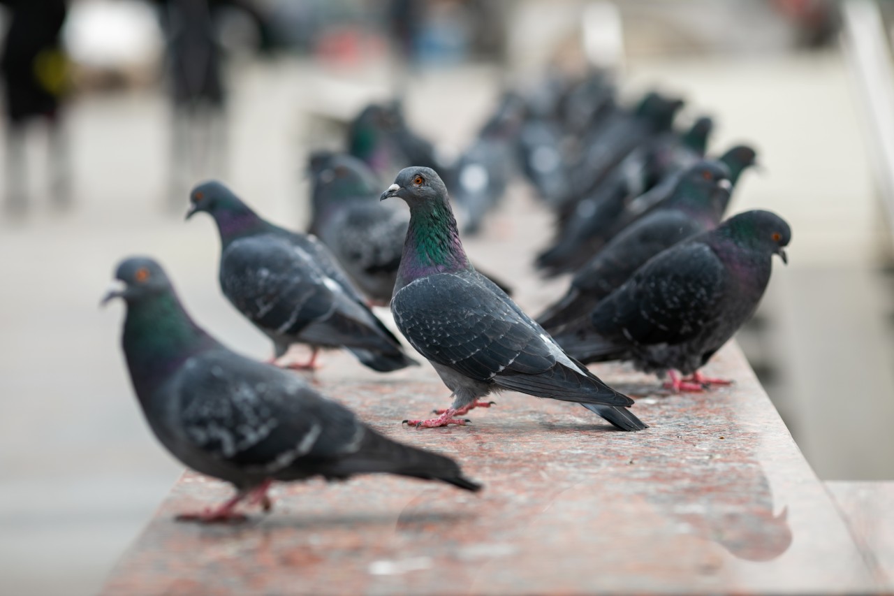 Ratos e Pombos: Conheça as Doenças Causadas por Essas Pragas e a Importância do Controle - Saiba Mais